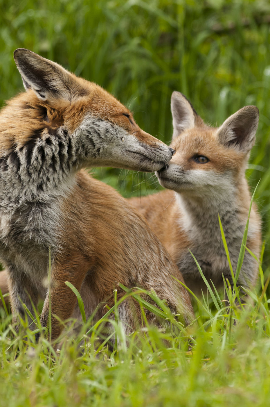 Fox Vixen greeting cub on her return to the den
