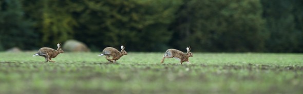 Using a tripod and having a static potion I wanted to create a sequence image of a hare running (this is three images stiched together)
