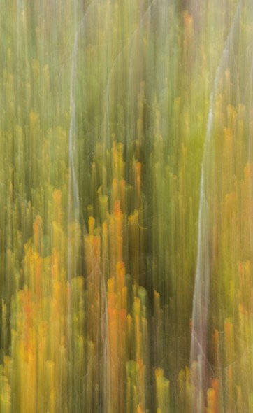 A Guide To Intentional Camera Movement Photography