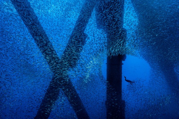Behind the Image: Rig Diver, by Alex Mustard
