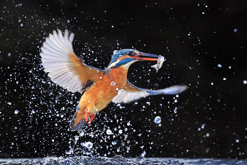Canon EOS 1D X Mark II Digital SLR Kingfisher sample image by Andy Rouse